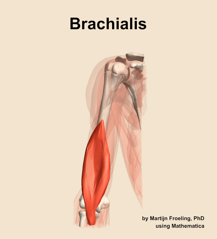 Brachialis