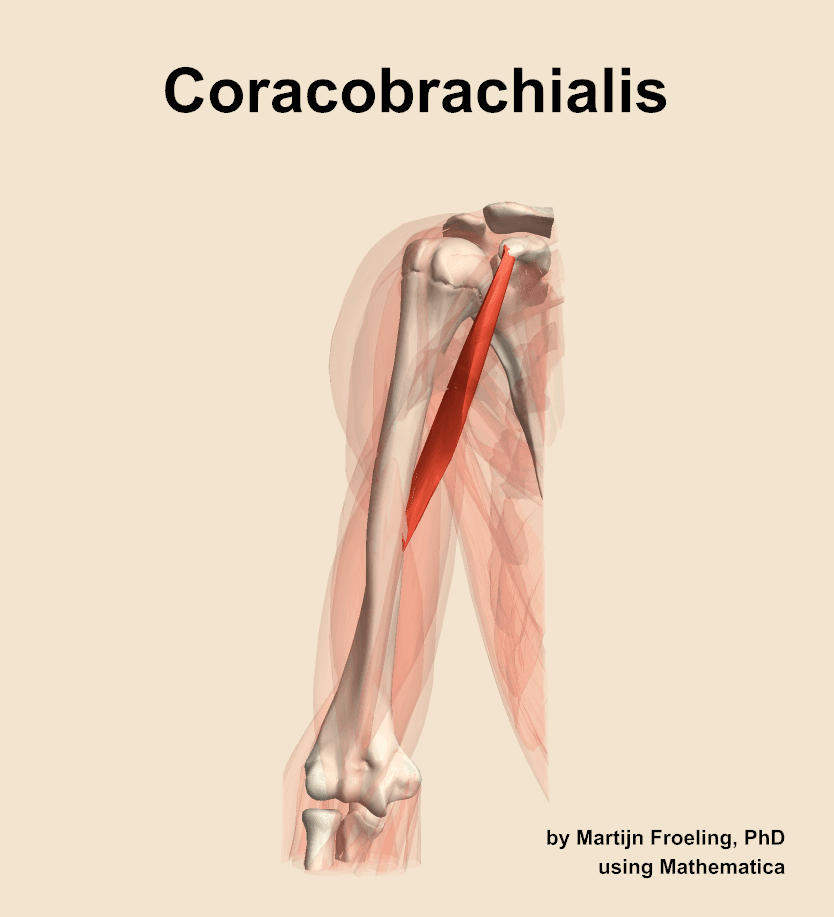 Coracobrachialis