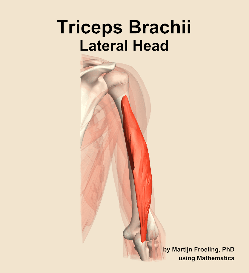 Triceps Brachii Lateral Head