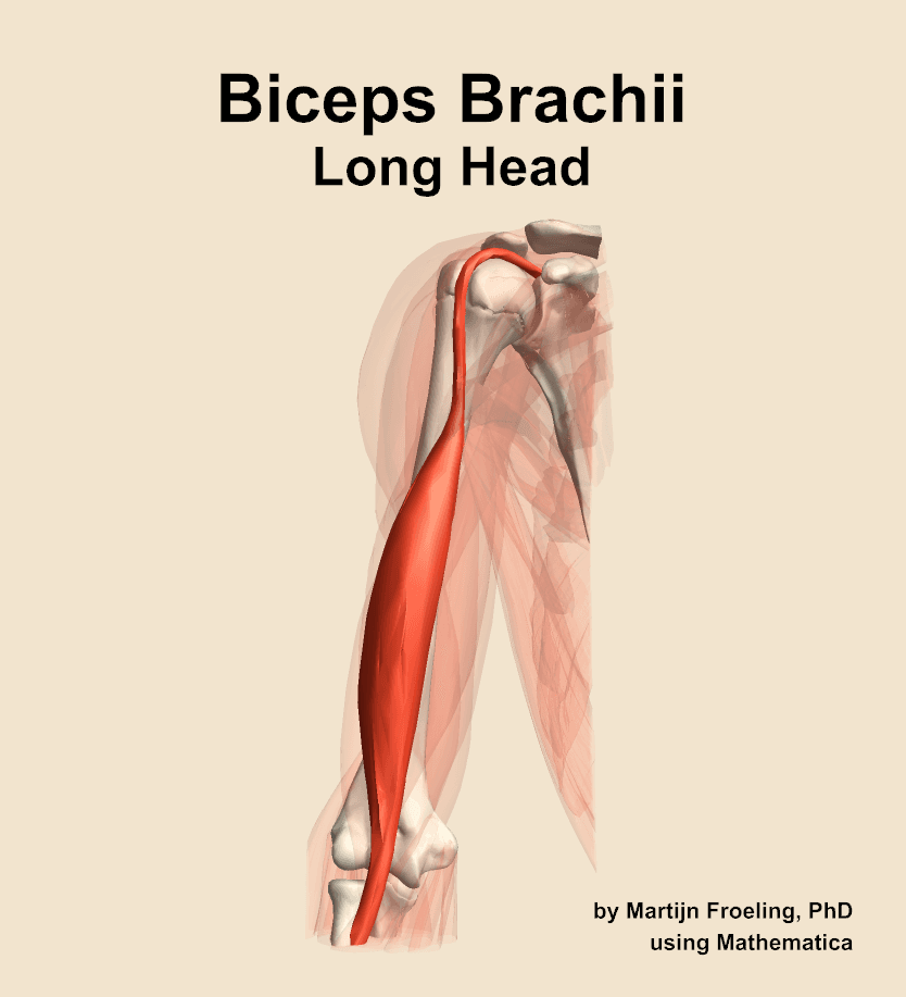 Biceps Brachii Long Head