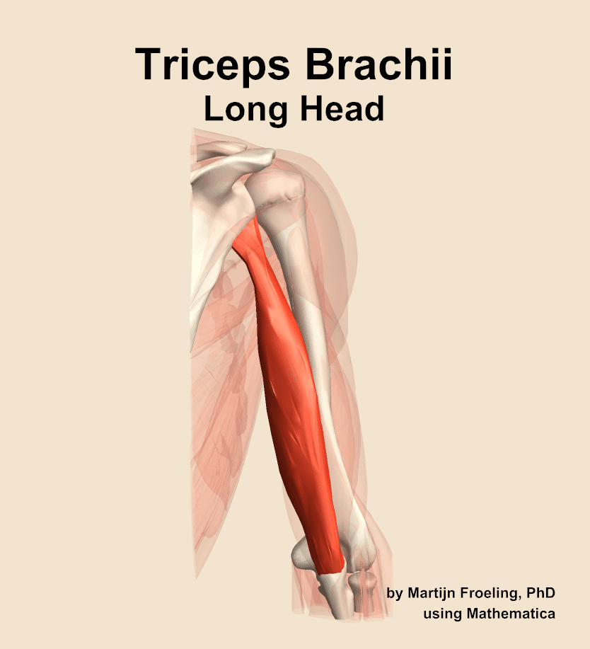 Triceps Brachii Long Head