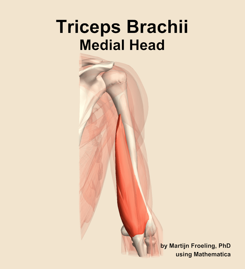 Triceps Brachii Medial Head
