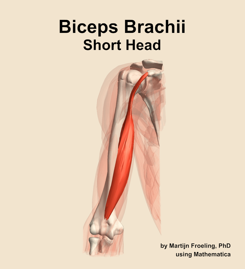 Biceps Brachii Short Head