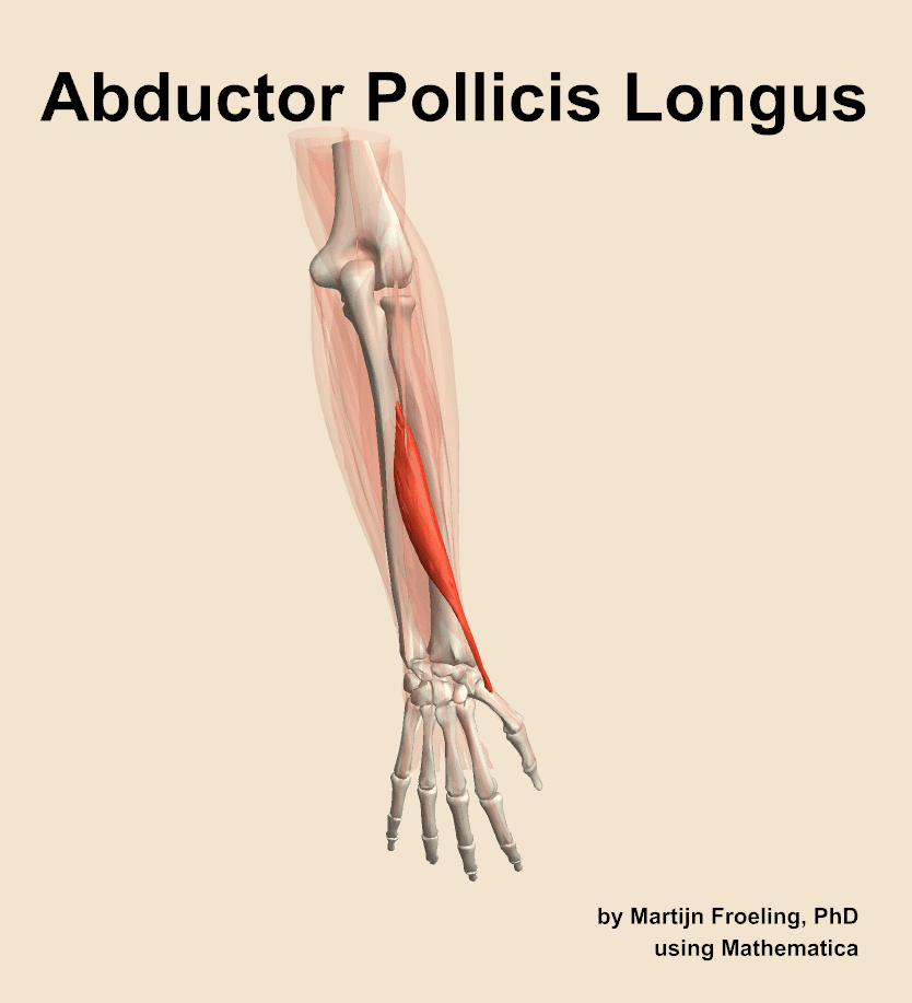 Abductor Pollicis Longus
