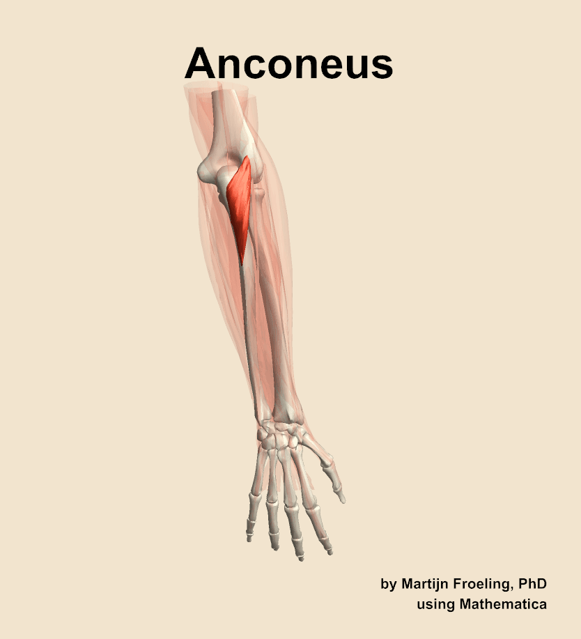 Anconeus
