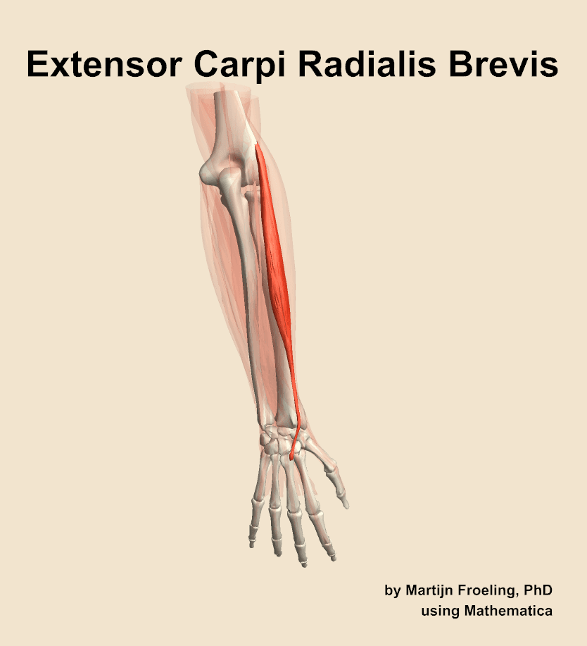 Extensor Carpi Radialis Brevis