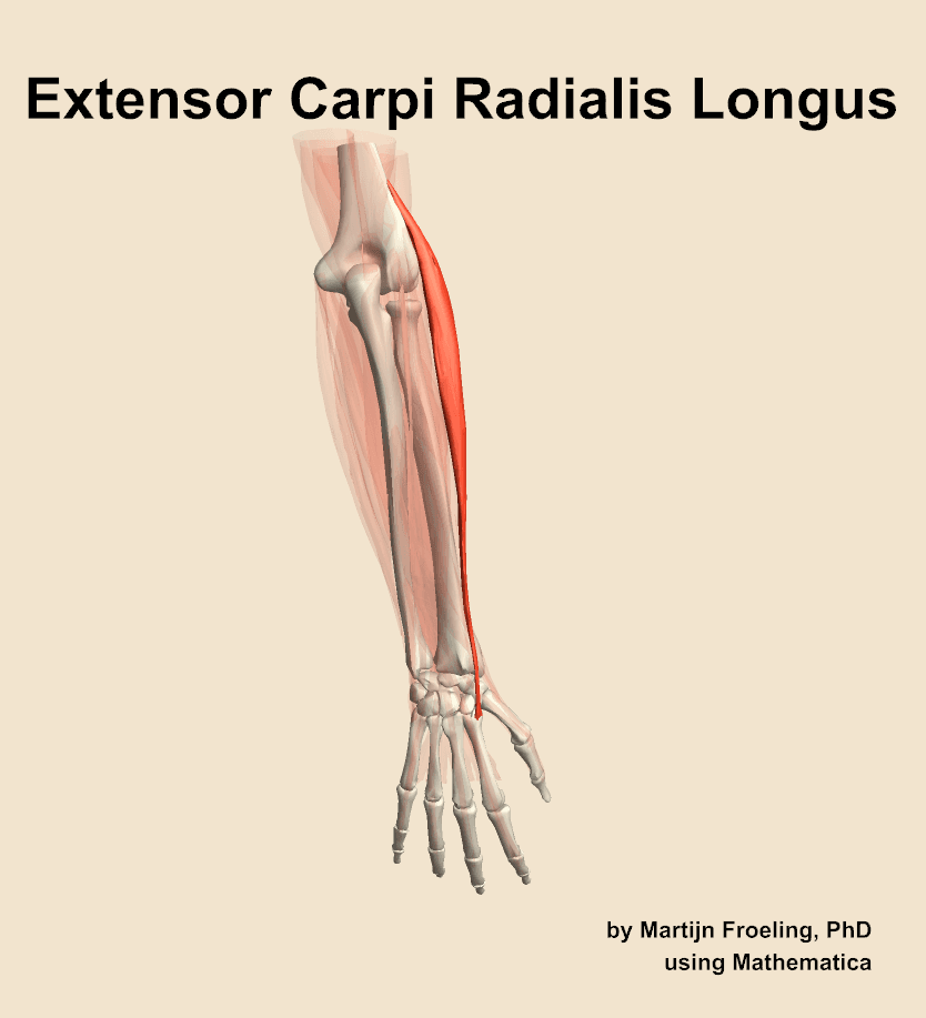 Extensor Carpi Radialis Longus