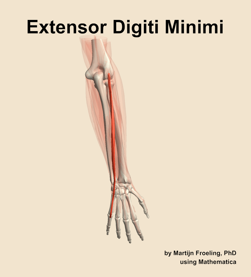 Extensor Digiti Minimi