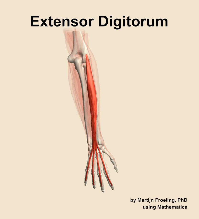 Extensor Digitorum