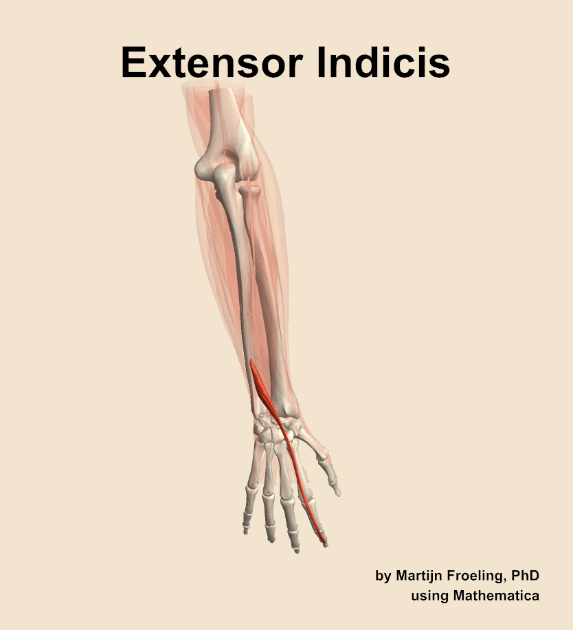 Extensor Indicis