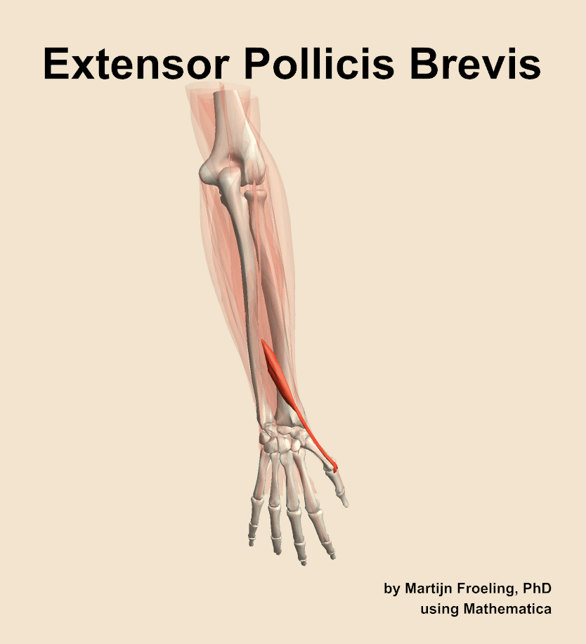 Extensor Pollicis Brevis