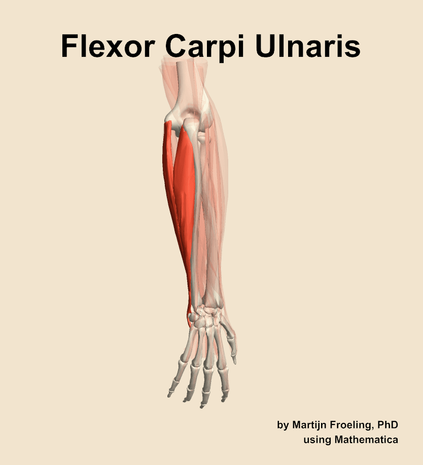 Flexor Carpi Radialis
