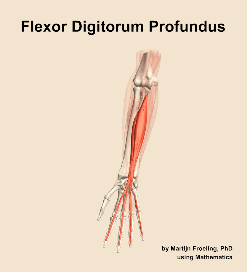 Flexor Digitorum Profundus