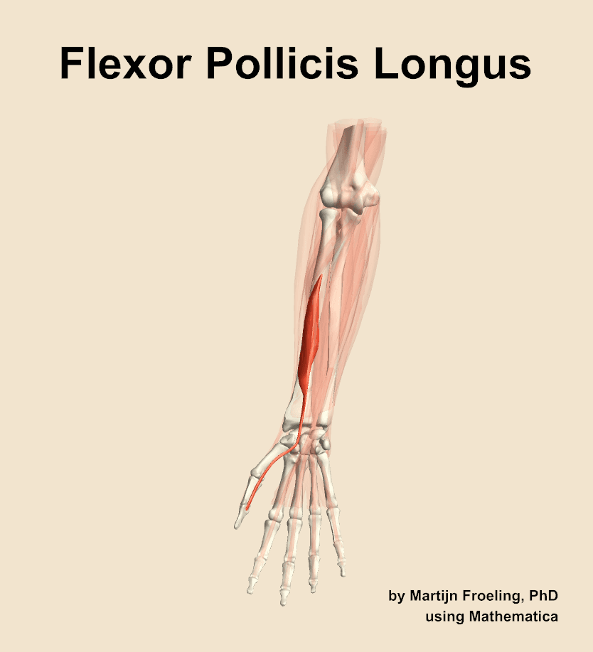Flexor Pollicis Longus