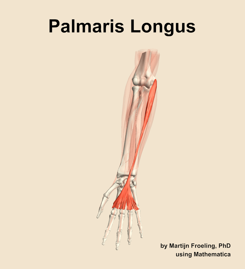 Palmaris Longus