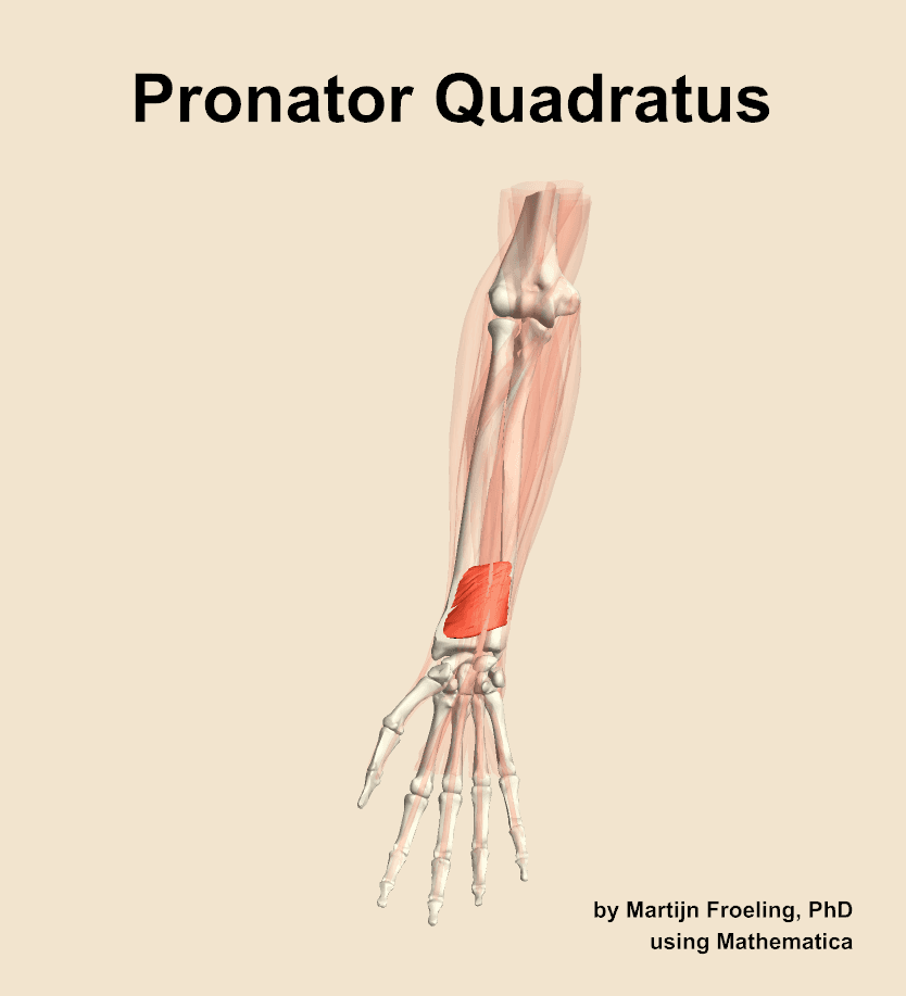 Pronator Quadratus