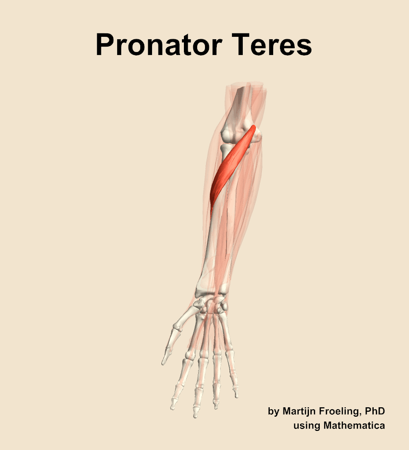 Pronator Teres