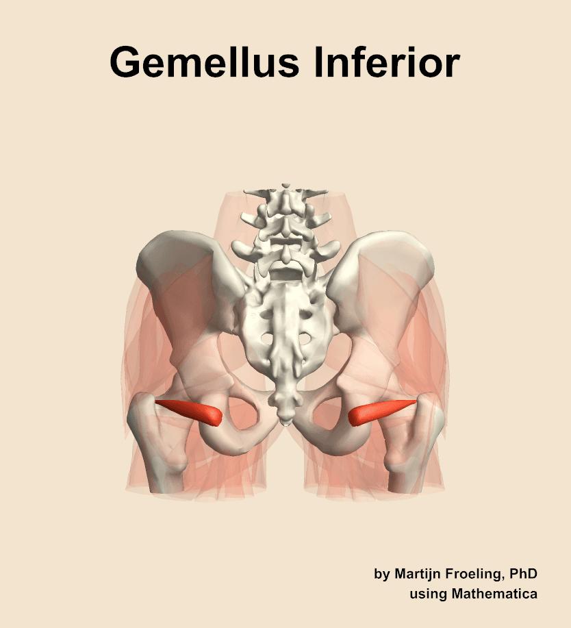 Inferior Gemellus