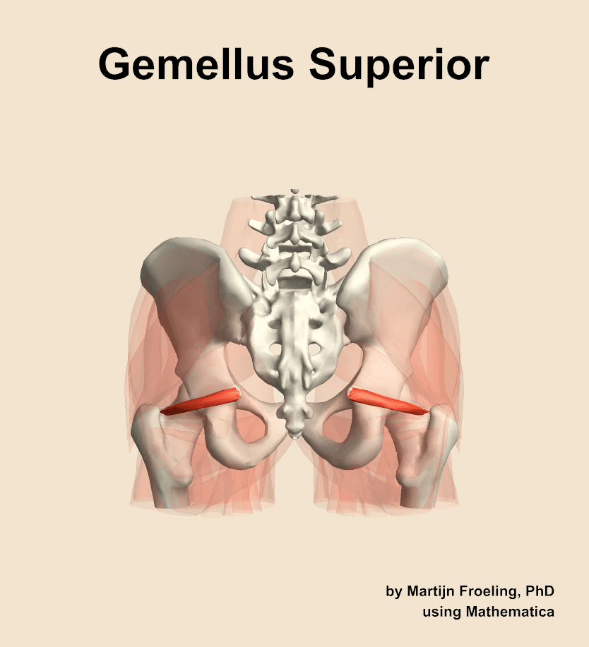 Superior Gemellus