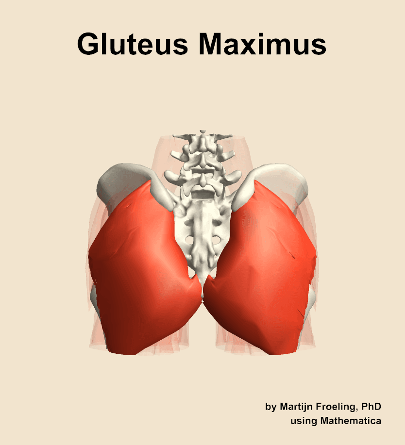 Gluteus Maximus