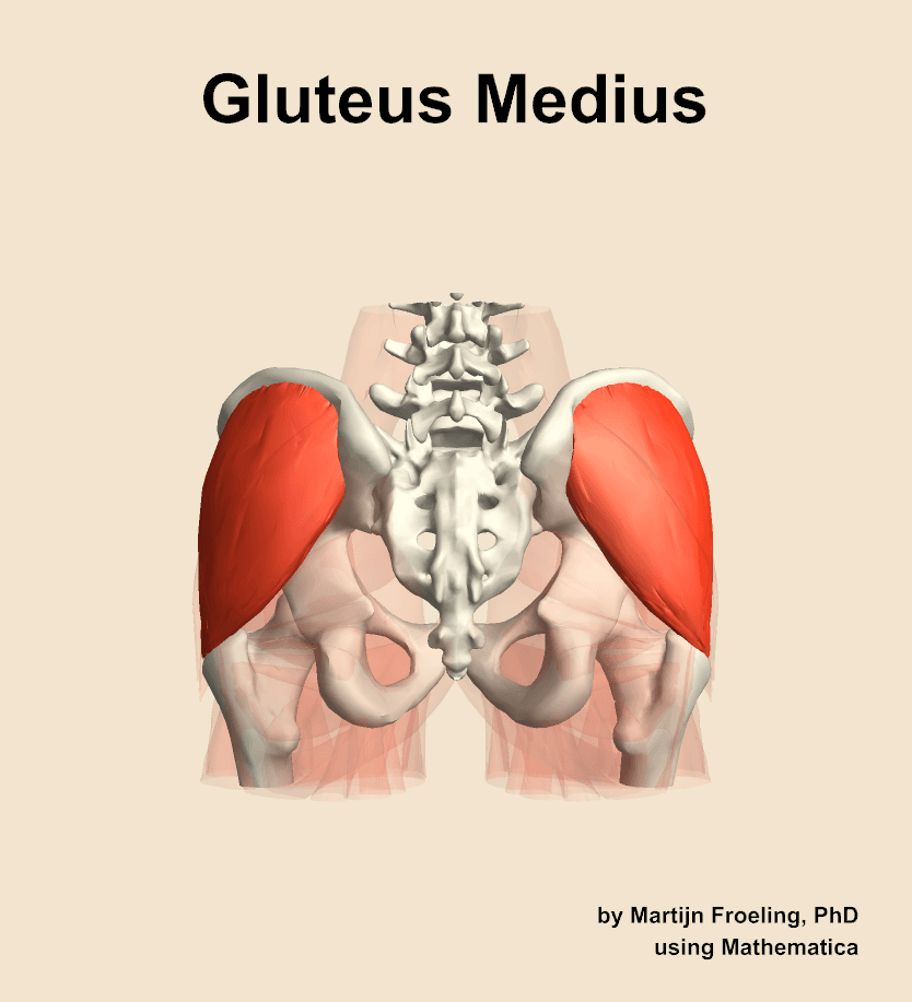 Gluteus Medius