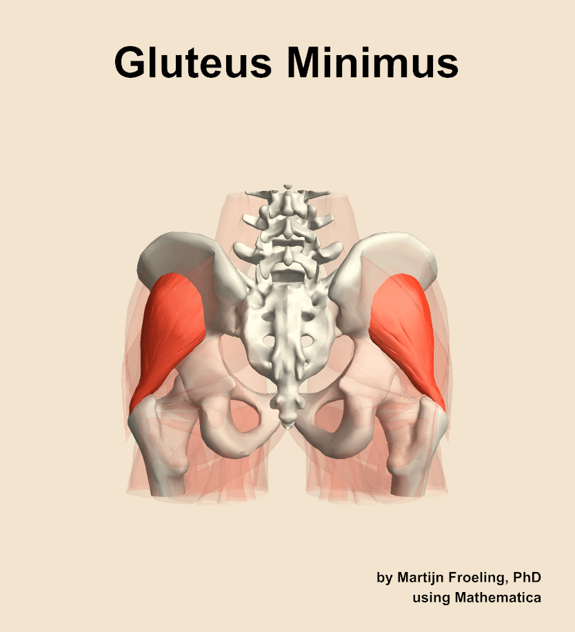 Gluteus Minimus