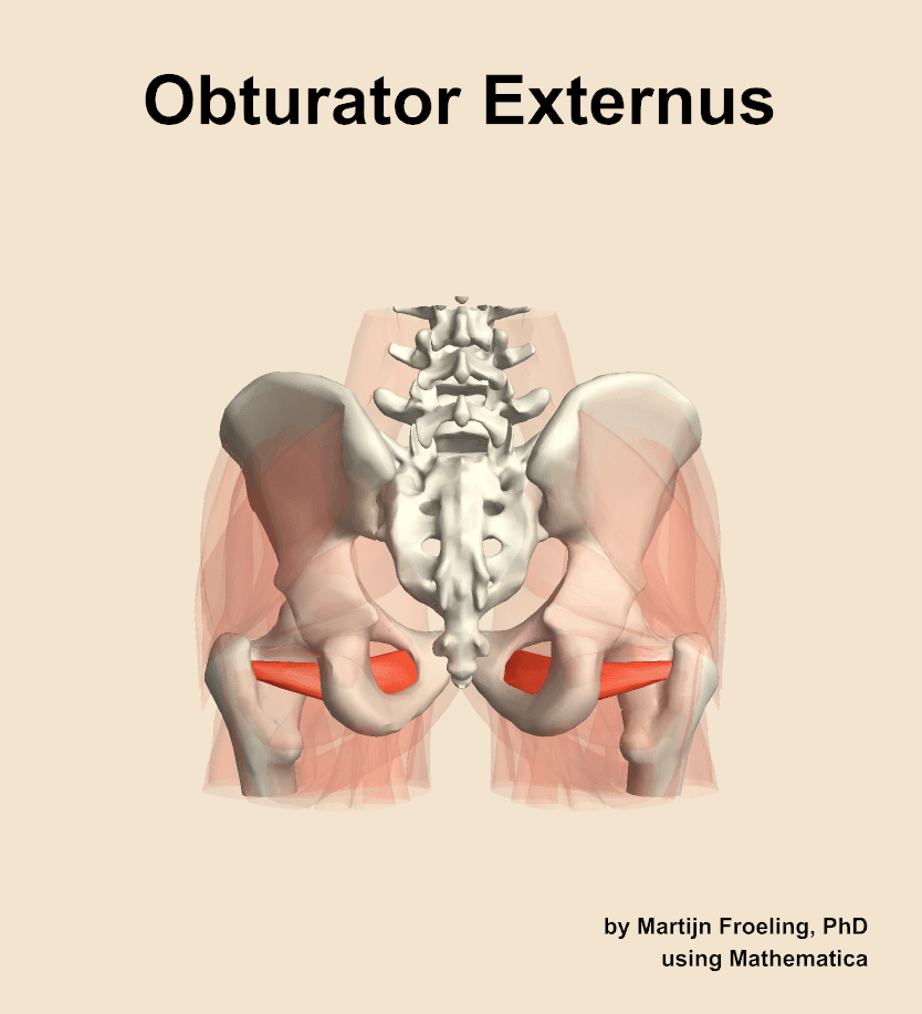 Obturator Externus