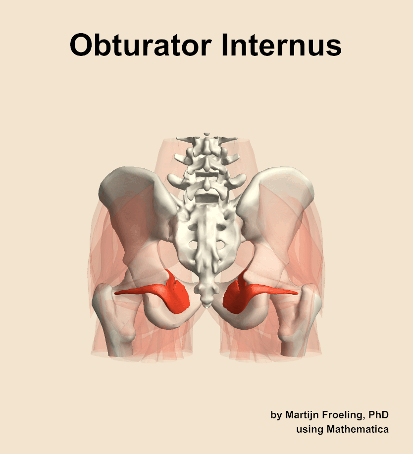 Obturator Internus