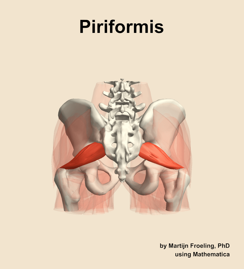 Piriformis