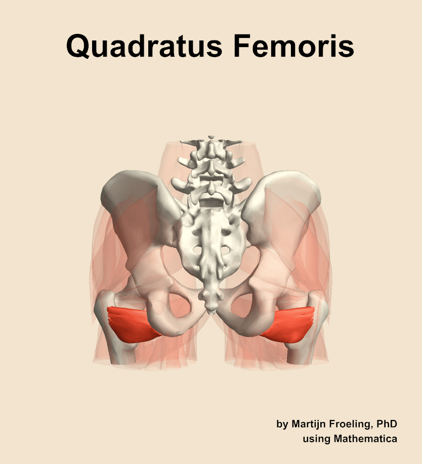 Quadratus Femoris
