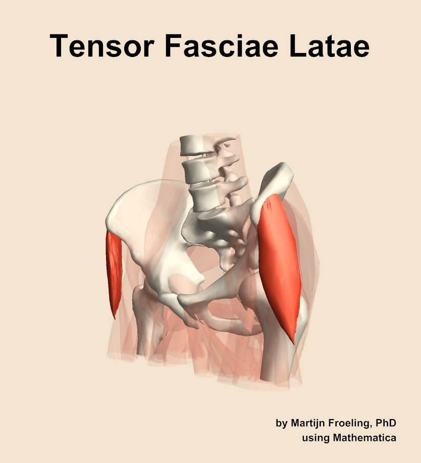 Tensor Fasciae Latae