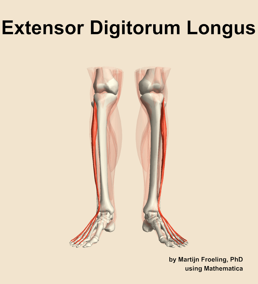 Extensor Digitorum Longus
