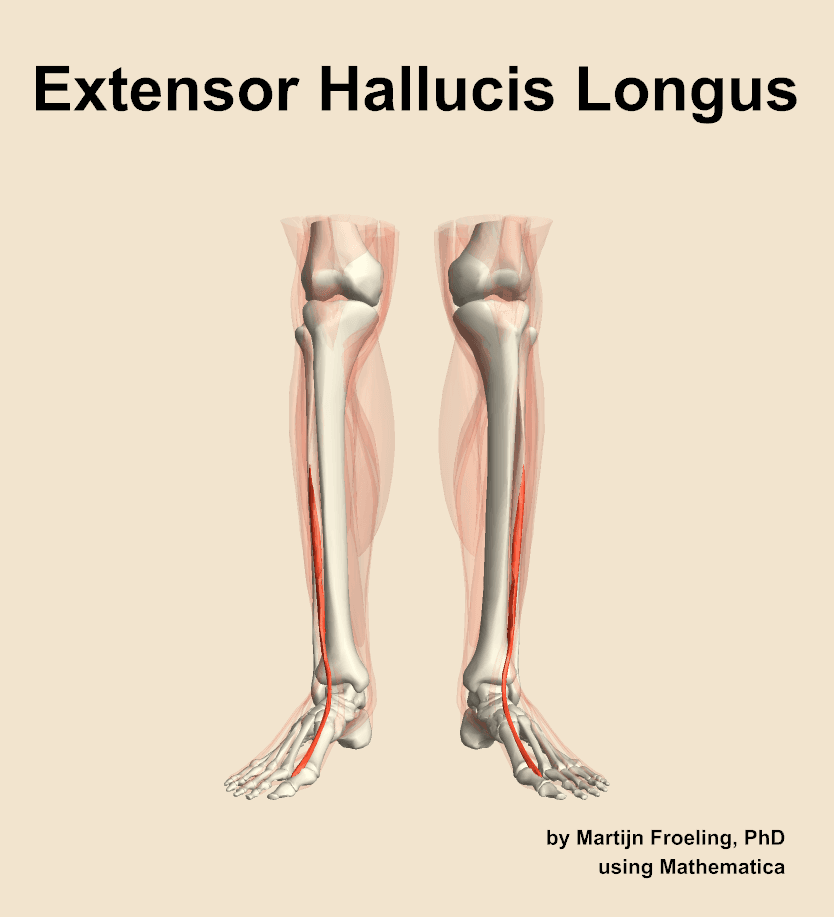 Extensor Hallucis Longus