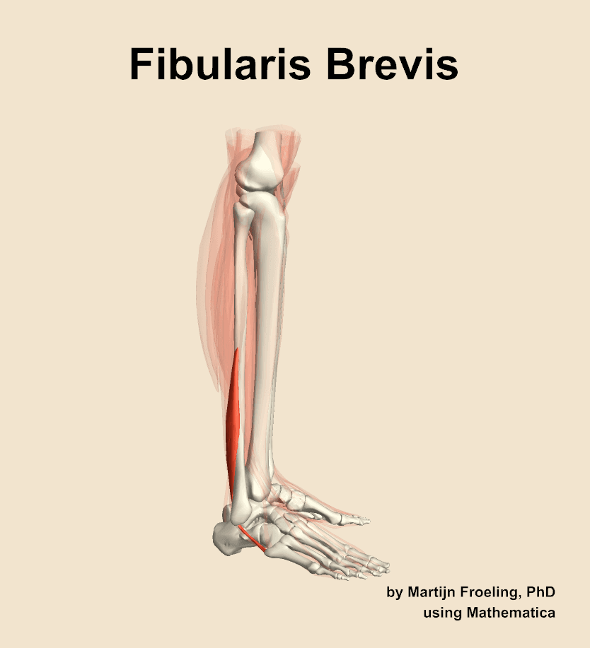 Fibularis Brevis