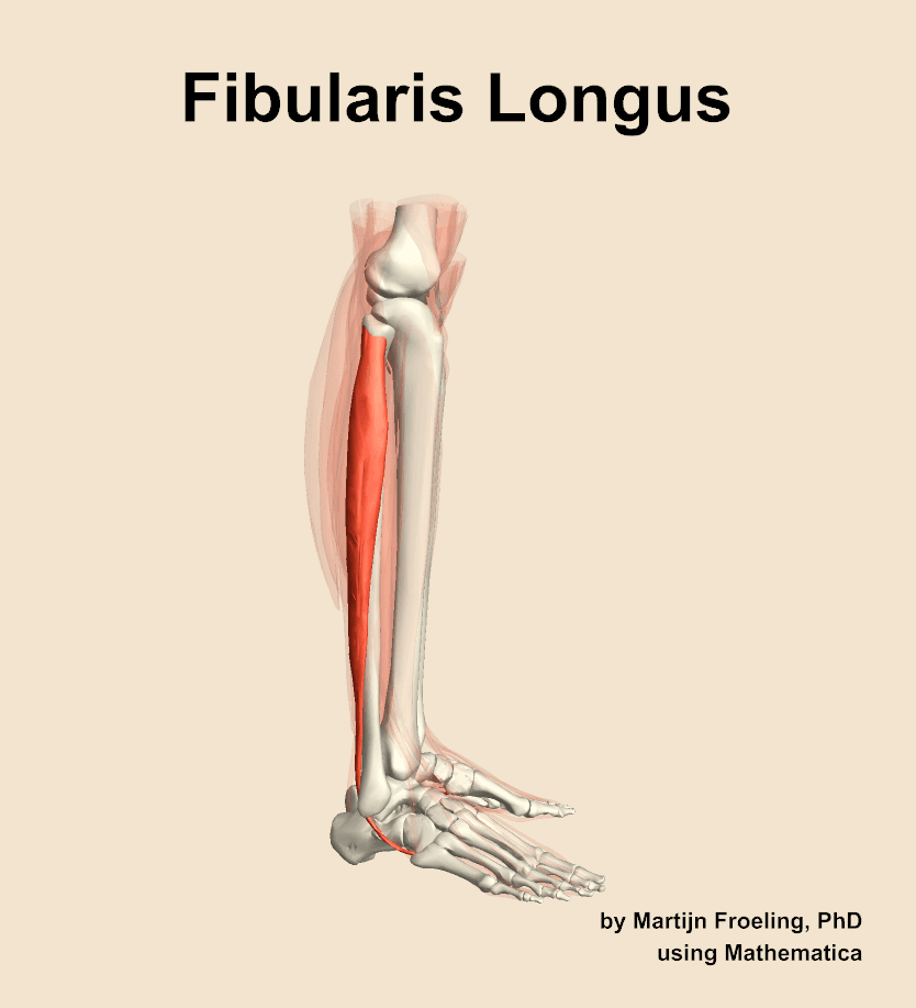 Fibularis Longus