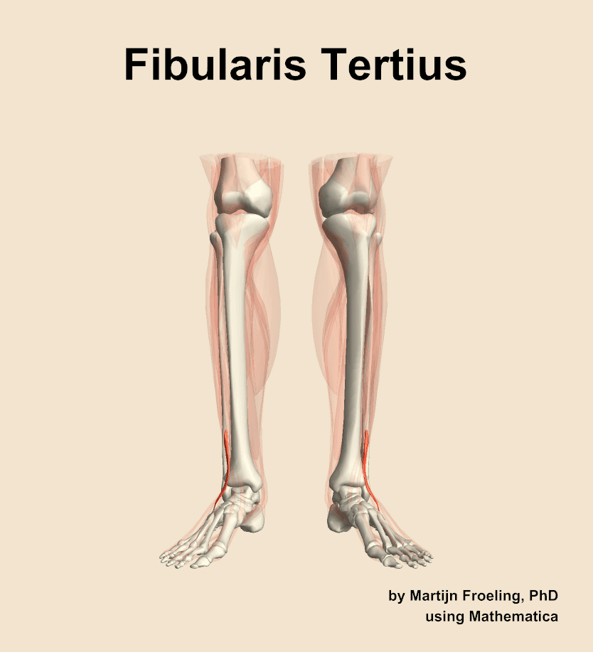 Fibularis Tertius