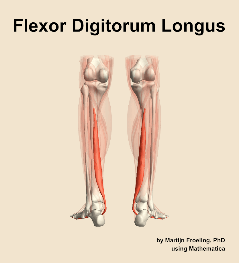 Flexor Digitorum Longus