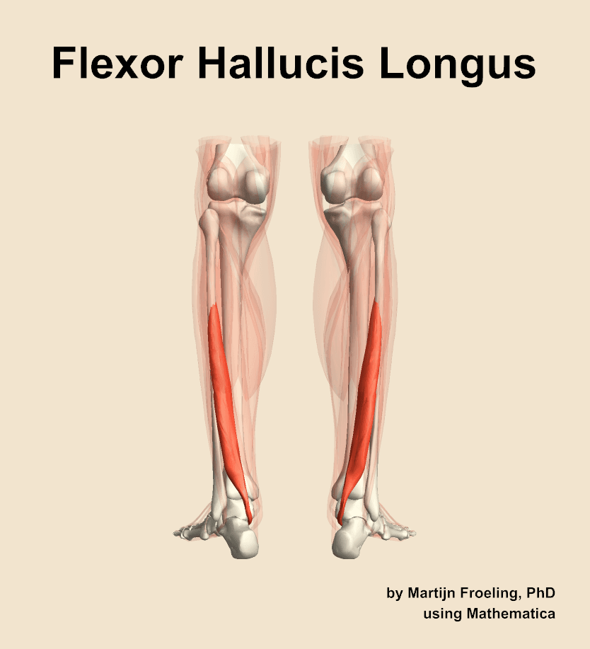 Flexor Hallucis Longus