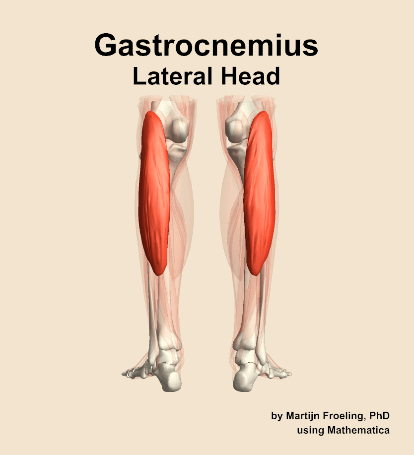 Gastrocnemius Lateral Head