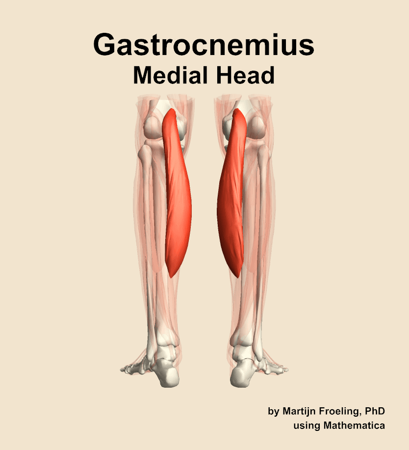 Gastrocnemius Medial Head