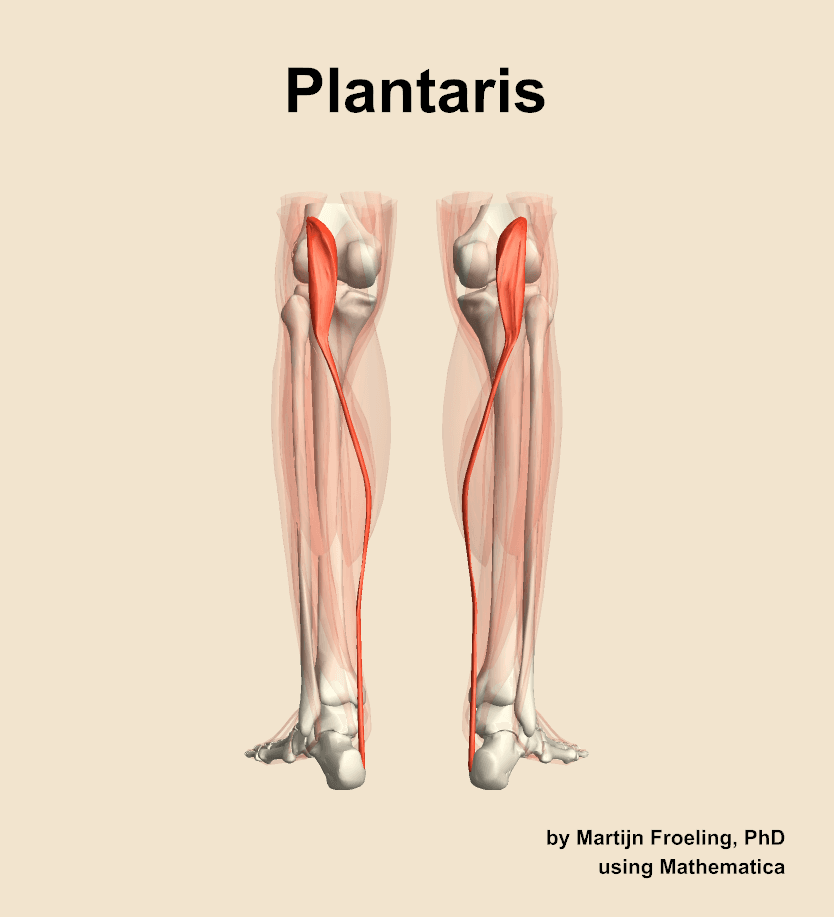 Plantaris