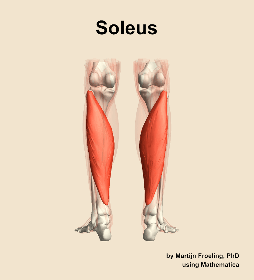 Soleus