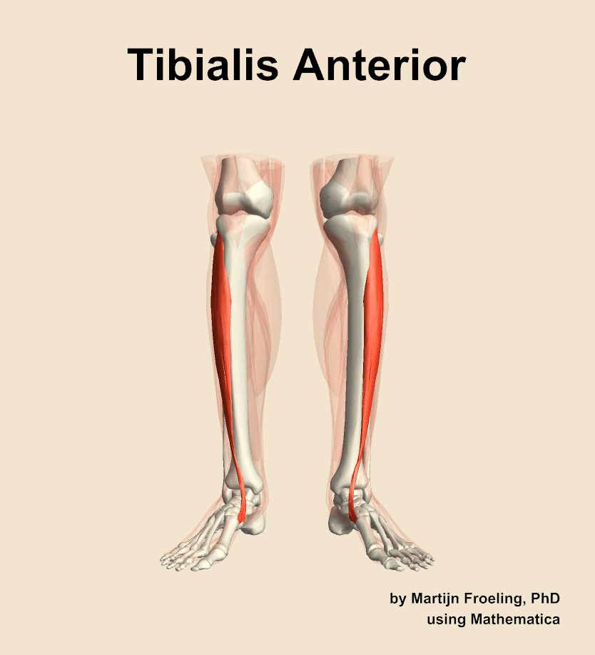 Tibialis Anterior