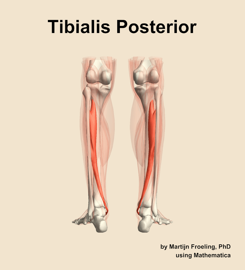 Tibialis Posterior