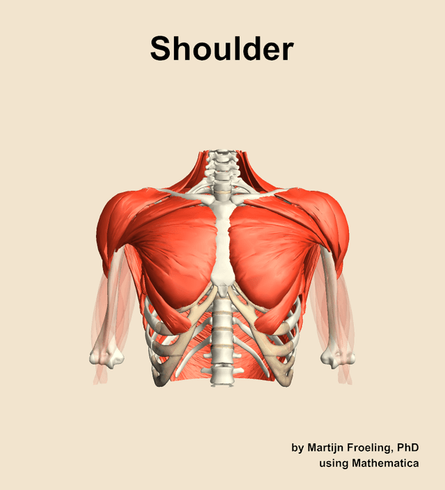 Shoulder