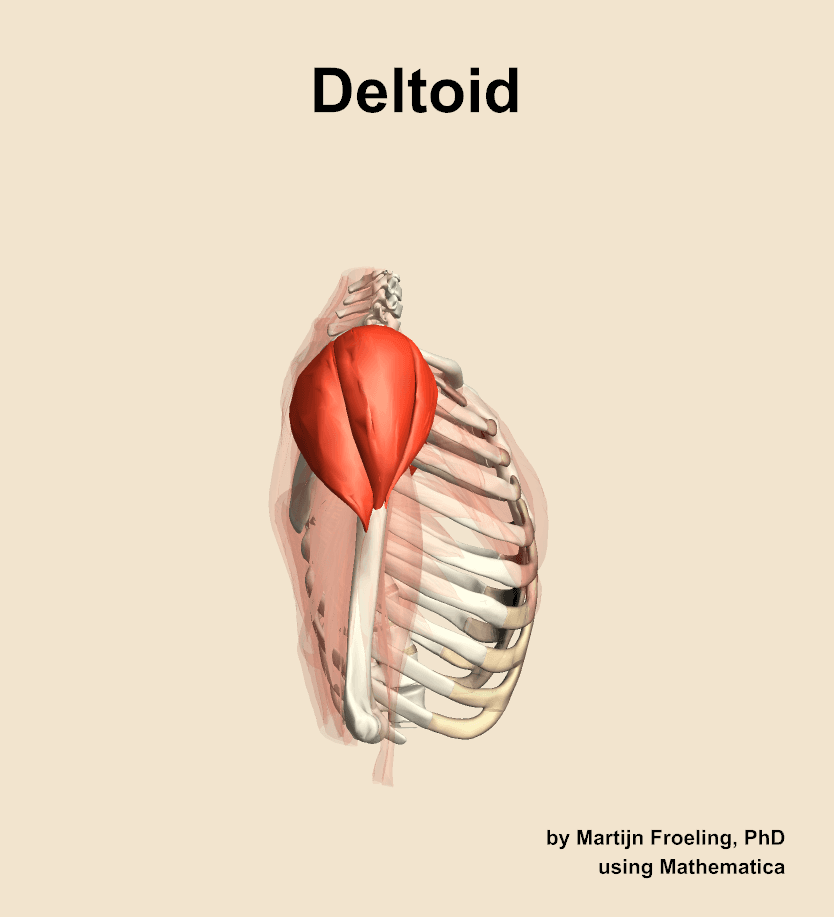 Deltoid