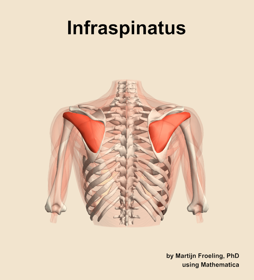 Infraspinatus