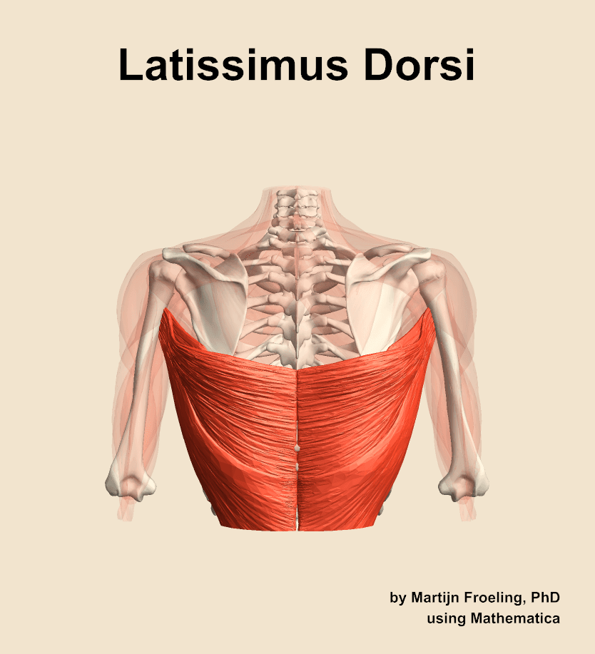 Latissimus Dorsi