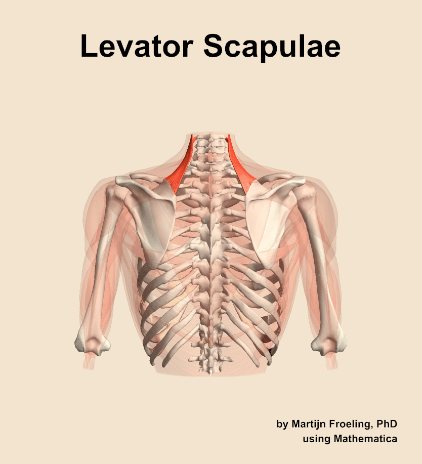 Levator Scapulae