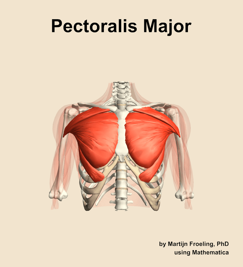 Pectoralis Major